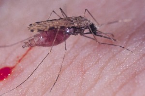 contra-a-malaria
